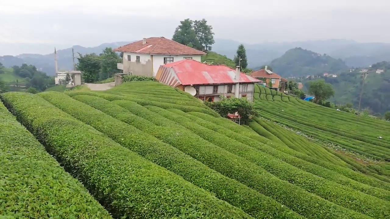 Karadeniz Yaylalar ve Batum Turu / 3 Gece Otel Konaklamalı