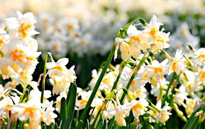 İzmir Karaburun Nergis Festivali Turu
